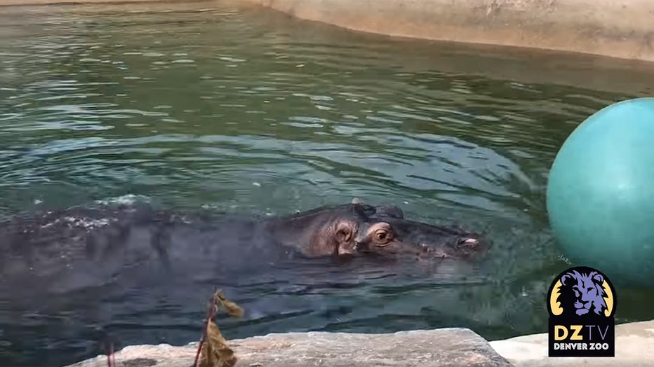 A hippo plays with a ball in an animal habitat pool in a zoo