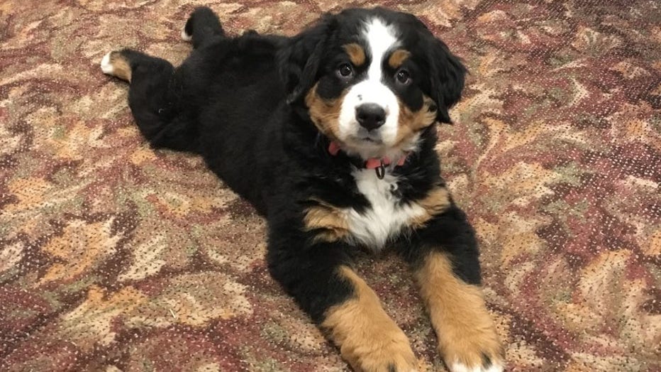 bernese mt dog puppies