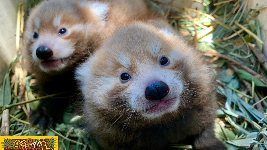Two red panda cubs up close