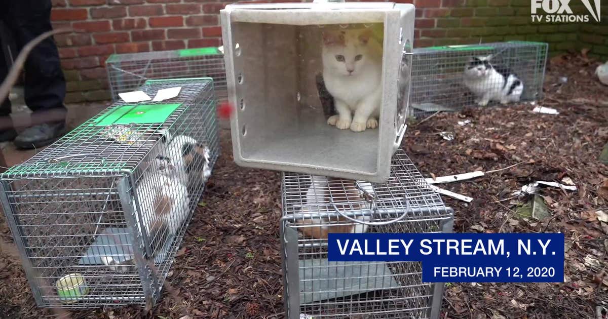 Dozens of cats rescued from dangerously filthy house on Long Island ...