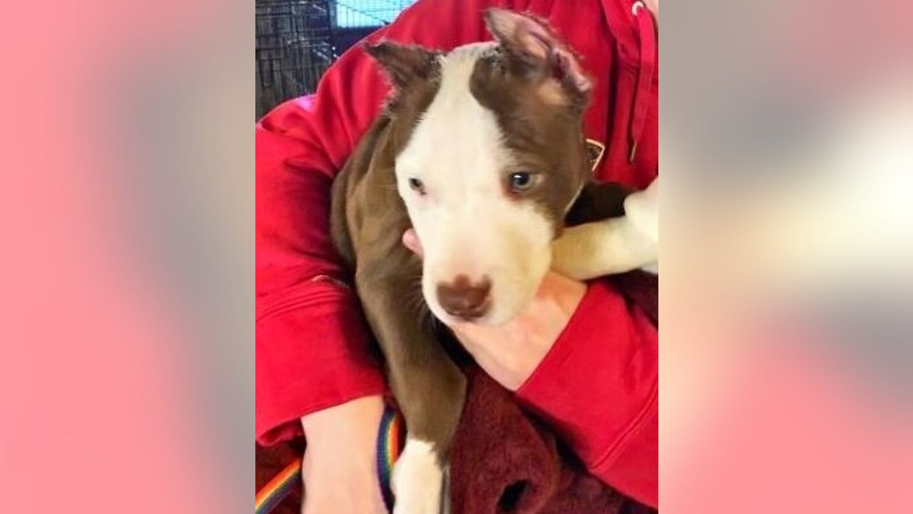 Police Puppy's ears cut off with scissors, superglued onto head