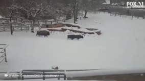 Bison go for a romp in the snow at Oklahoma City Zoo