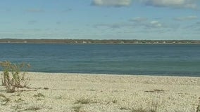 Parasite may have killed Peconic Bay scallops, lab says