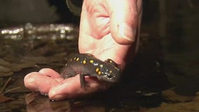 NJ town closes road so frogs, salamanders can safely cross