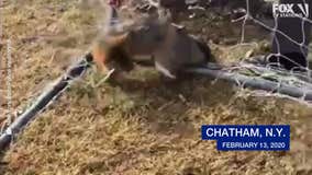 New York state troopers help fox stuck in soccer net