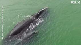 Drone Video: Right whale and calf spotted near North Myrtle Beach