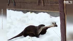 Otters play in snow tunnels at Milwaukee County Zoo