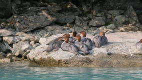 Rare duck in Central Park appears to have plastic stuck on bill