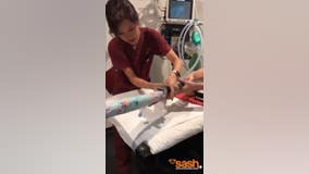 Pet snake swallows beach towel; video shows vets removing it