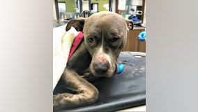 PETA offers $5,000 reward for info on abandoned dog found in trash bag