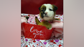 Tennessee animal shelter selling “Puppergrams” for Valentine’s Day