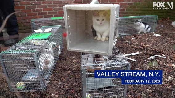 Dozens of cats rescued from dangerously filthy house on Long Island