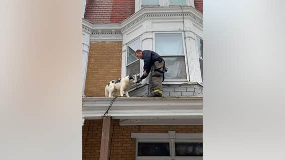 Firefighters rescue husky from roof in Pennsylvania