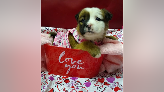 Tennessee animal shelter selling “Puppergrams” for Valentine’s Day