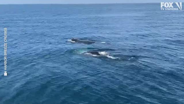 Playful whales and dolphins spotted from tour boat