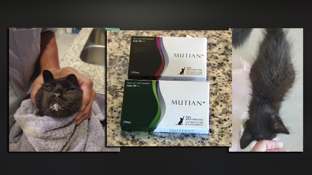 Feline coronavirus treatment could stop spread of COVID-19 in humans, doctor says