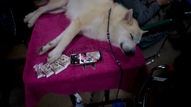 Westminster competitors are more than just show dogs