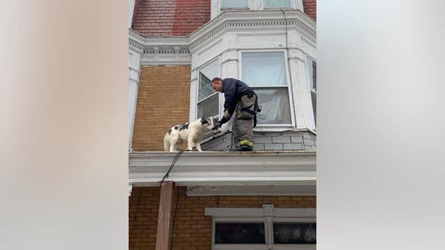 Firefighters rescue husky from roof in Pennsylvania