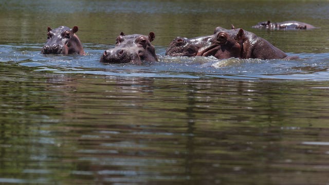 Pablo Escobar's hippos overrun town after his death