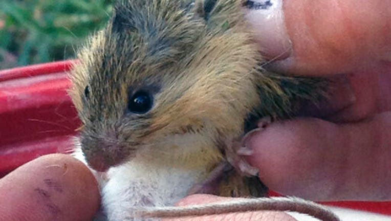 Endangered Mouse Lawsuit