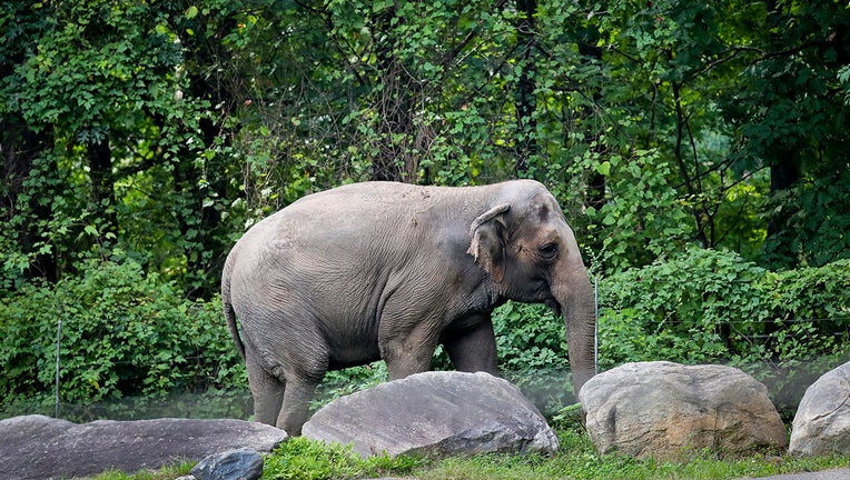 An elephan strolls past some rocks at the Bronx Zoo