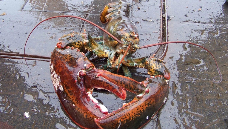 A lobster seen from the front