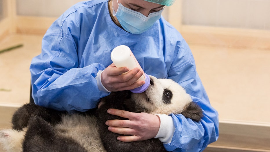 Panda drinking milk from a bottle