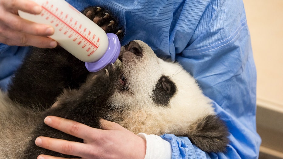 Panda drinking milk from a bottle