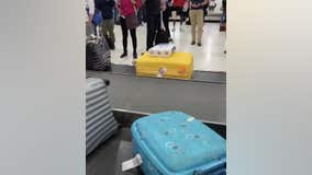 Toilet paper seen attached to luggage on carousel