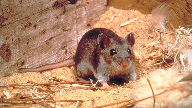 Hantavirus kills man in coronavirus-hit China, state-run press reports