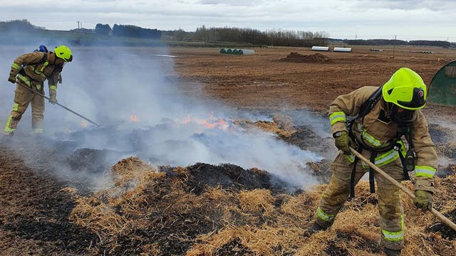 Pig sparks farm fire in England after eating, defecating battery-powered pedometer