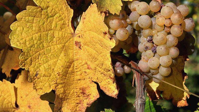 Autumn In The Vineyards Of Alsace