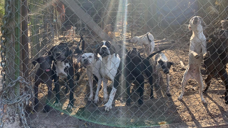 suwannee dog rescue 2