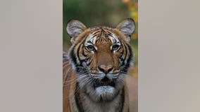 More animals test positive at Bronx Zoo