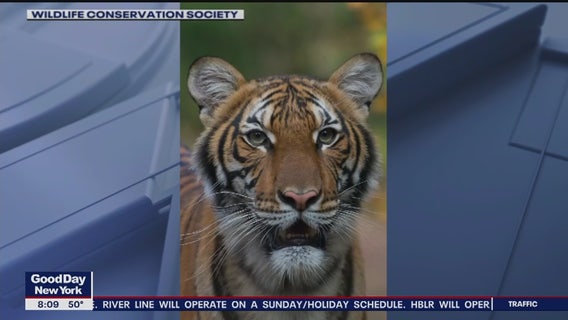 Tiger at Bronx Zoo tests positive for coronavirus