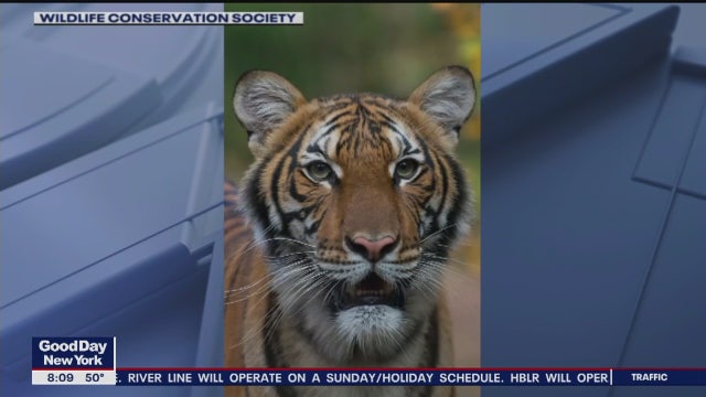 Tiger at Bronx Zoo tests positive for coronavirus