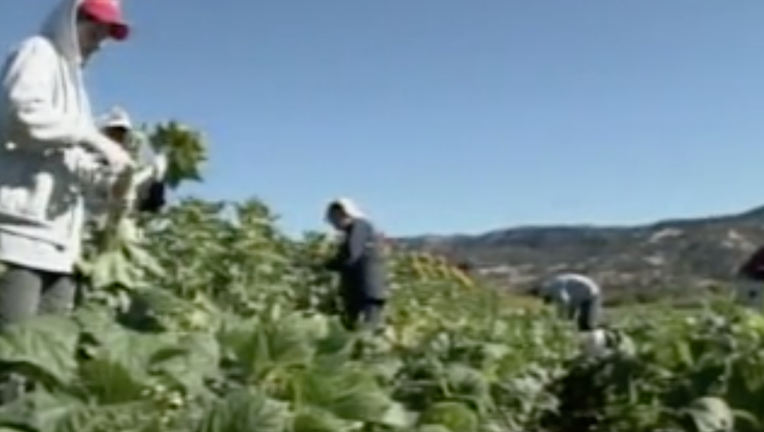Migrants work in the fields