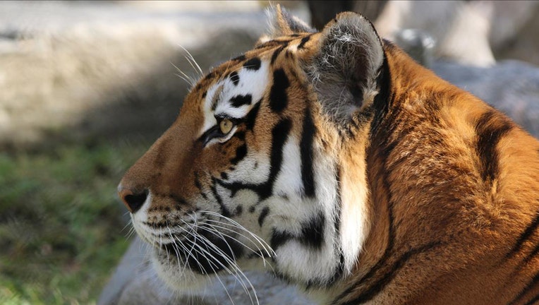 An Amur tiger at the Toronto Zoo.