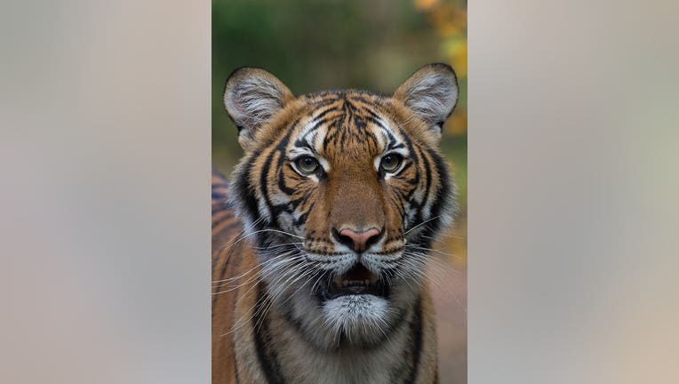 Bronx Zoo tiger