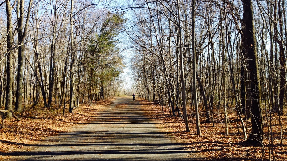 A wide gravel trail lined with trees
