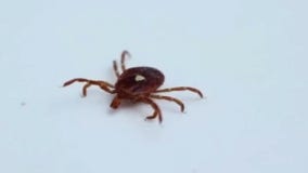 Lone star ticks are on the hunt in New York