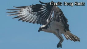 Osprey injured by a train takes flight after feather transplant