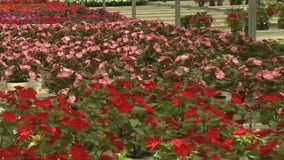 Pandemic uproots business for Long Island greenhouse