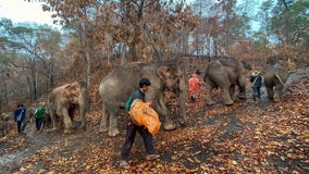 Pandemic puts Thai tourism elephants out of work