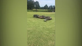 ‘The fight went on for 2 hours’: Golfers capture video of alligator brawl on SC golf course