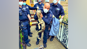 NYPD officer captures 8-foot snake in front of Bronx home