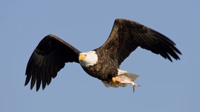 Man going to prison over bald eagle feather