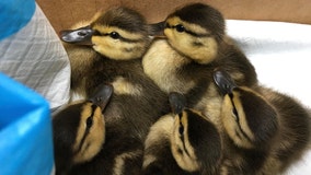 Central Park ducklings rescued after turtle killed their mom