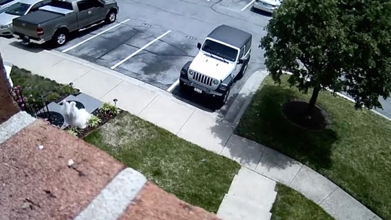 Family dog seen on security video leaping out second story window, walking away unharmed