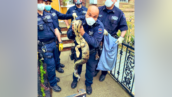 NYPD officer captures 8-foot snake in front of Bronx home